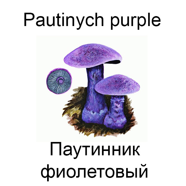 Виды грибов на английсуом